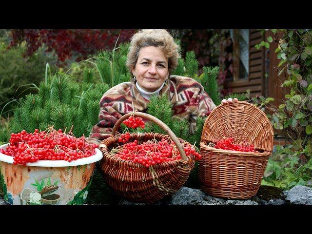 Супер ягода для здоровья  Калина красная