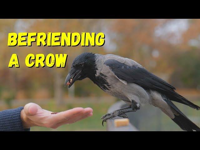 How to Befriend a Crow - A Complete Guide