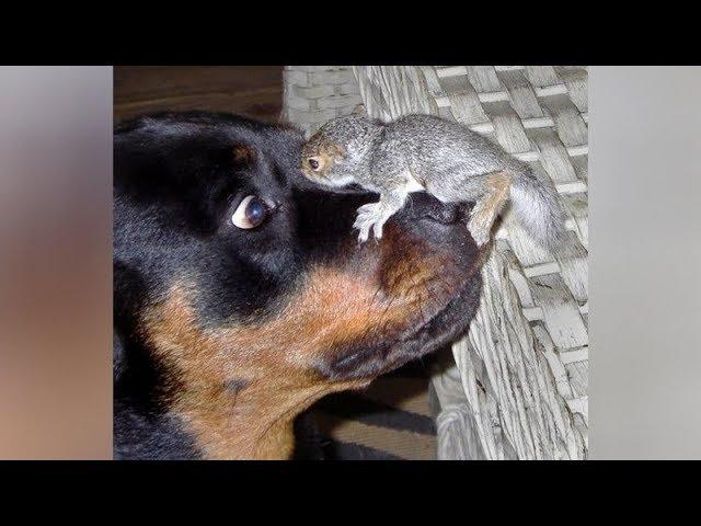 Top FUNNY SQUIRREL VIDEOS - PREPARE YOURSELF to LAUGH ULTRA HARD!