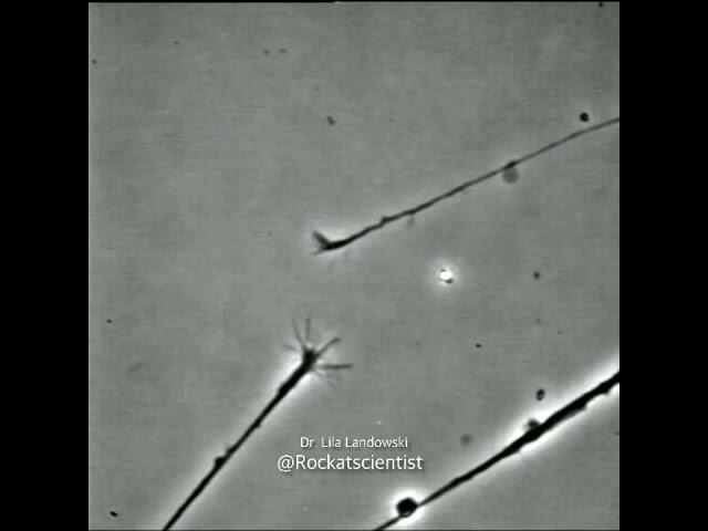 FINDING THAT CONNECTION© - neurons connecting to one another in a Petri dish - growth cones