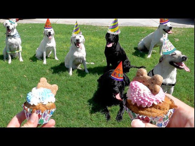 PUPPIES' FIRST BIRTHDAY PARTY!! (FAMILY REUNION OF 8)