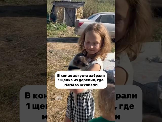 #helpanimals #помощьживотным #dogshelter #приют #собака #щенок #животные #доброедело #творидобро