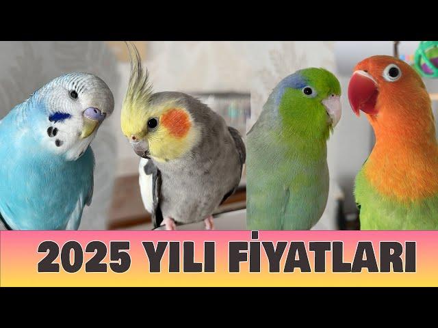 2025  Kuş Fiyatları ne Oldu? Muhabbet Kuşu fiyatları 2025