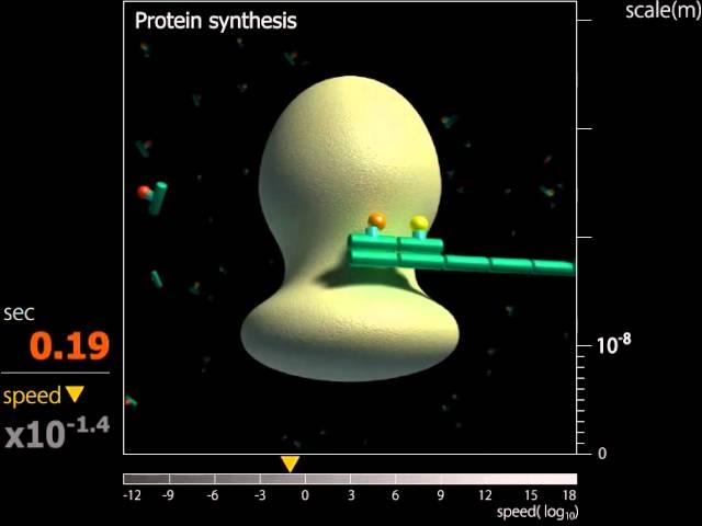 Movie 8. Protein synthesis (B)