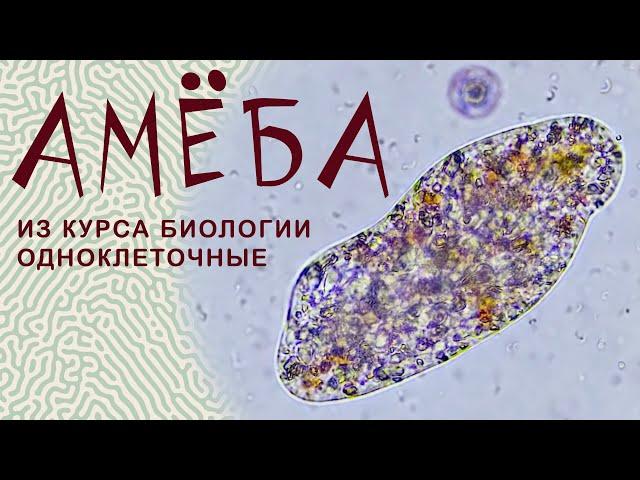 Биология. Амеба обыкновенная (амеба протей). Amoeba.