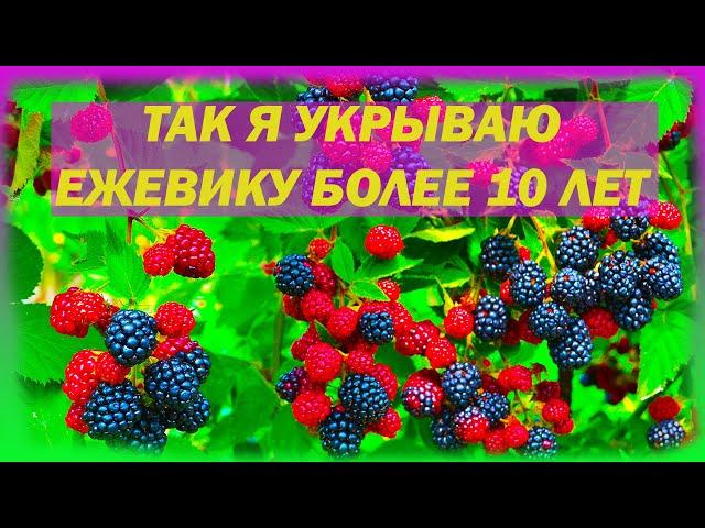 Так я укрываю ежевику на зиму уже более 10 лет. Как укрыть ежевику на зиму. Чем укрыть ежевику.