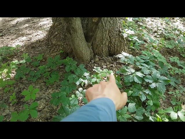 Energy Spot / Vortex Grid Point / Spiral Bio Energy Tree - Sick Trees :( Emerald Ash Borer