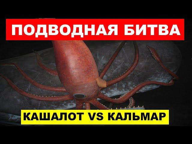 ПОДВОДНАЯ БИТВА ТИТАНОВ кашалот против гигантского кальмара