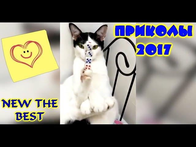 ПРИКОЛЫ Happy Smile Cat #16 Топ Самые Смешные Видео NEW THE BEST