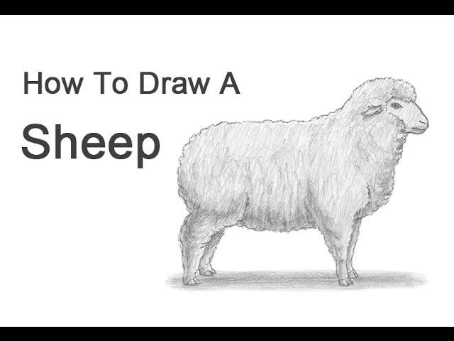 How to Draw a Sheep