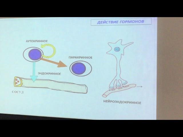 Гистология. Лекция Глинкиной. Эндокринная система 1