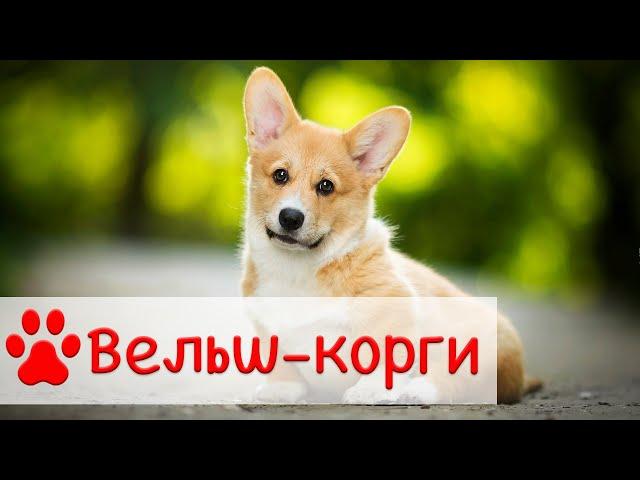 Вельш-корги пемброк | Характер, уход и воспитание