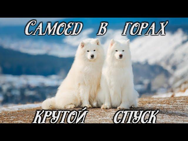 Самоед бежит по снегу на большой скорости! Самоедская собака в горах, крутой спуск white dog #shorts