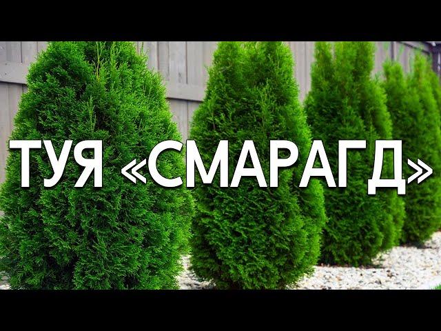 Обзор сорта туя "Смарагд" (характеристики, свойства, фото)