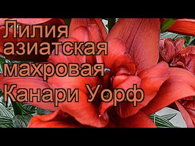 Лилия азиатская махровая (lilium asiatic canary wharf)  лилия обзор: как сажать луковицы лилии