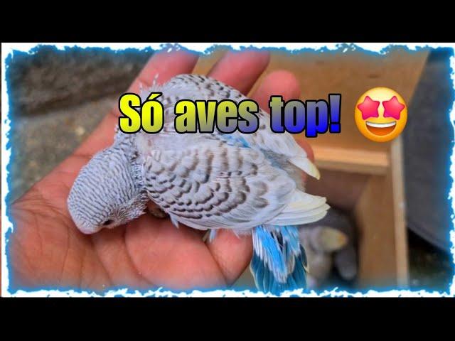 Mostrando a criação do nosso amigo Peterson, só aves bacana! 