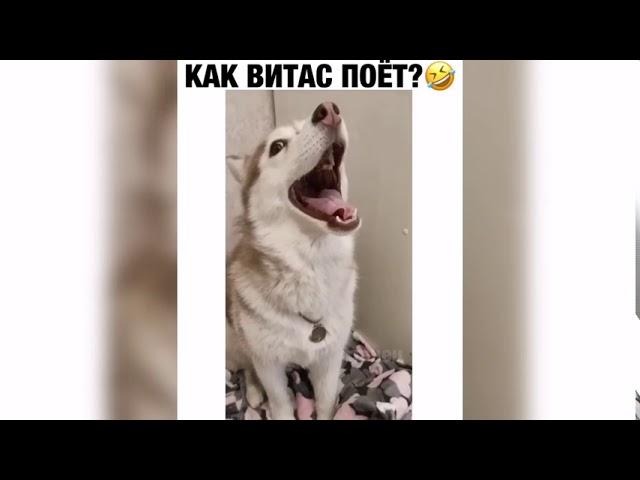 Собака знает как Витас поет