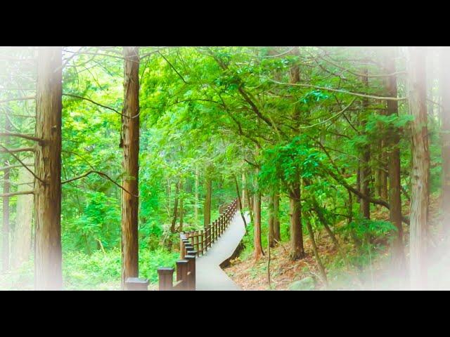 EP19. 아카시아꽃 만발한 편백나무숲 / Korea Healing Road's / acacia-flavored cypress forest