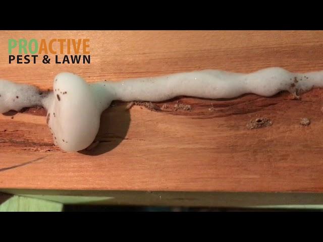 Using termite foam to kill termites