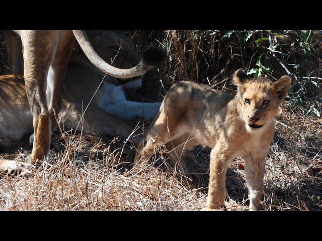 Lion Cub Missing from the Pride (Mbiris)