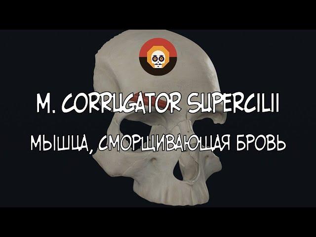 Мышца, сморщивающая бровь (m. corrugator supercilii) 3D Анатомия