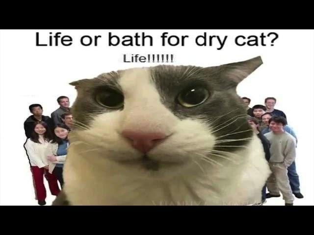 Life or Bath for Dry Cat