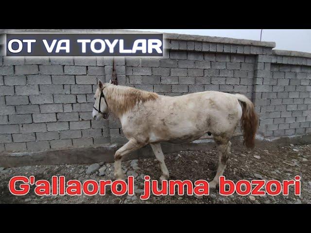 От ва той нархлари Жиззах Галлаорол жума бозори / Ot va toy narxlari JIZZAX G'ALLAOROL juma BOZORI