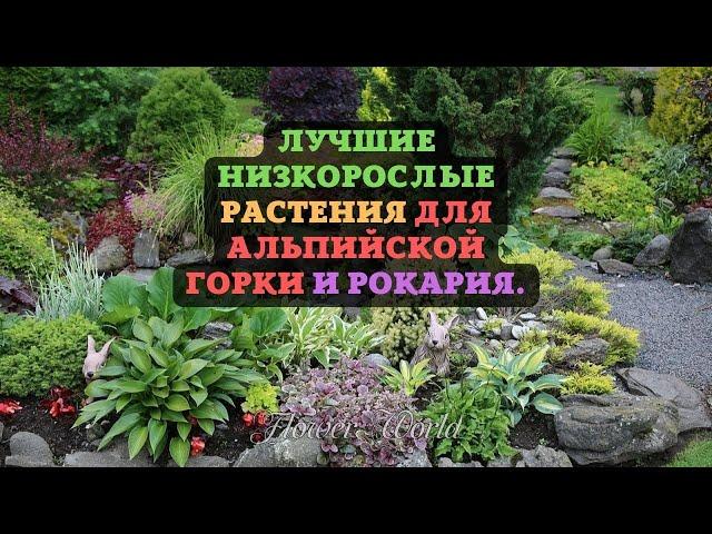 Лучшие низкорослые растения для альпийской горки и рокария.