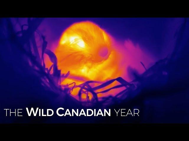 Canada’s Ground Squirrels Survive The Harsh Winter In A Supercool Slumber | Wild Canadian Year