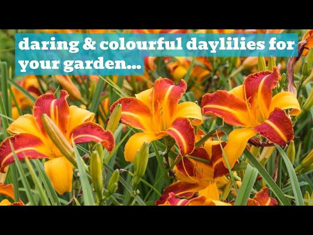 Daylilies! Bright Coloured, Sun Loving Hemerocallis | A Rosy Hardy Variety Showcase