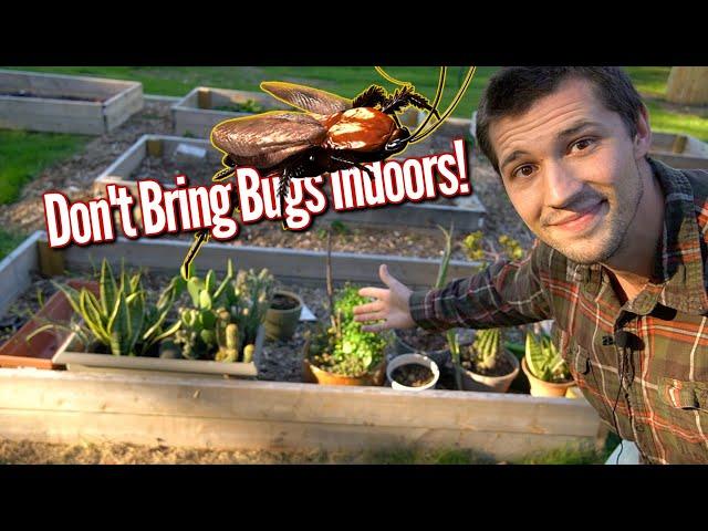 HOW AND WHEN TO BRING HOUSEPLANTS INSIDE FOR THE WINTER!