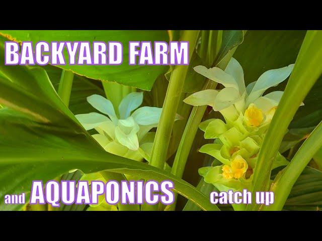 Backyard Farm & Aquaponics Catch Up