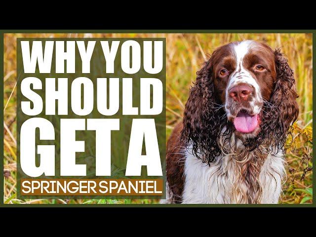 WHY YOU SHOULD GET A SPRINGER SPANIEL