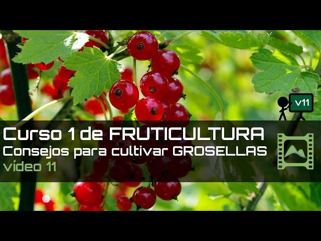 Consejos para cultivar GROSELLAS Curso básico de FRUTICULTURA 2020: Capítulo 11 | LdN