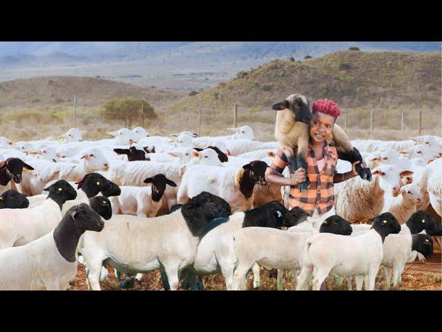 How a Young Girl Became a SUCCESSFUL Dorper SHEEP Farmer