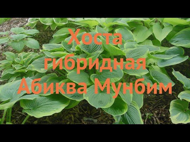 Хоста гибридная Абиква Мунбим (hosta)  обзор: как сажать, луковицы хосты Абиква Мунбим