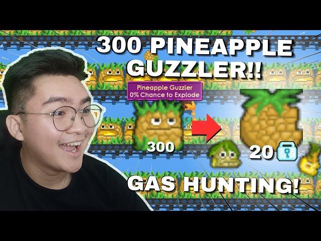 GACHA 300 PINEAPPLE GUZZLER! Hunting Hadiah Terbaik Pineapple Guardian~! | Growtopia 2024