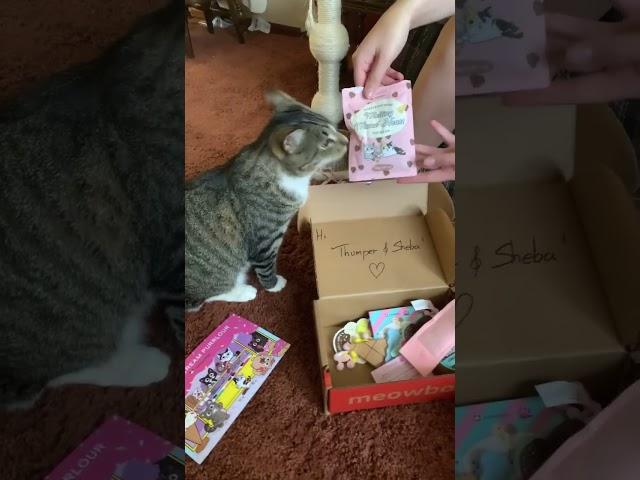 Cats open the meow box