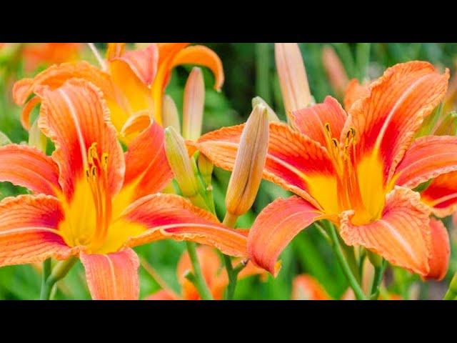 Stauden Teilen (Hemerocallis-Taglilie)