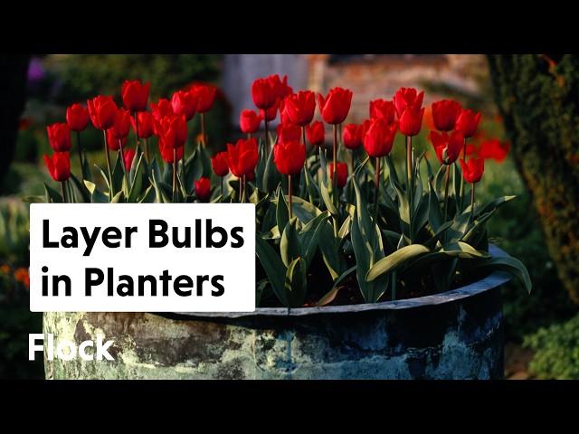 LAYER BULBS in PLANTERS — Ep. 285