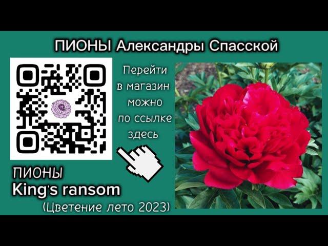 Peony king's ransom (Кингс рансом) / Пионы Александры Спасской