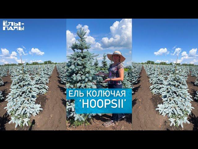 Ель колючая `Hoopsii` `Хупси`