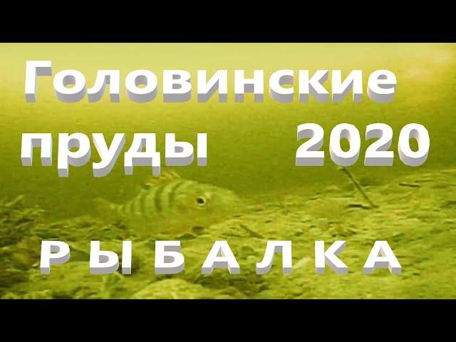 Головинские пруды зимняя рыбалка 2020