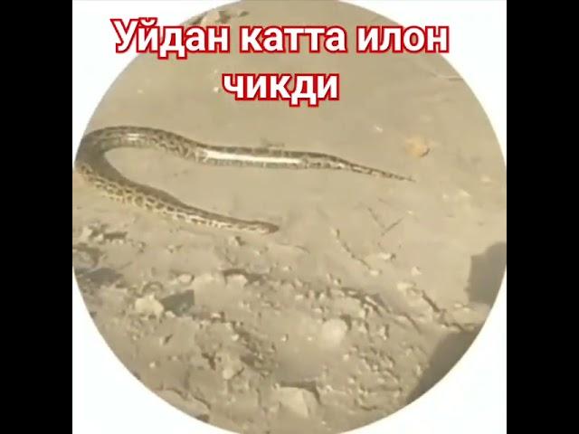 уйдан катта илон чикди