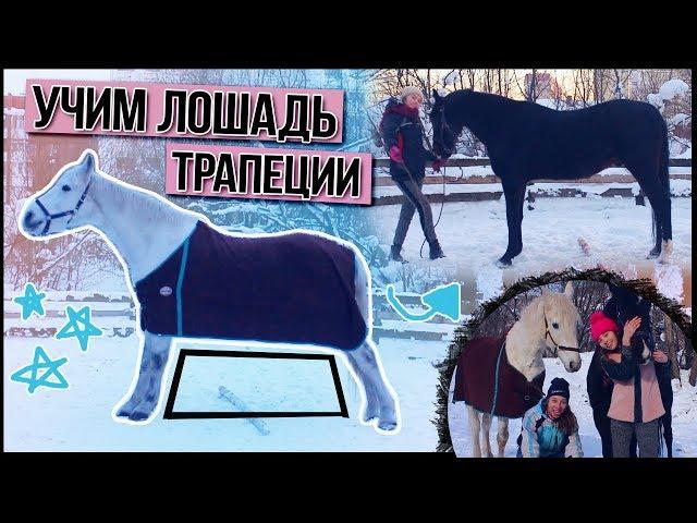  УЧИМ ЛОШАДЬ делать ТРАПЕЦИЮ / как научить лошадь #MTkonoBLOG | MarishaMT blogger