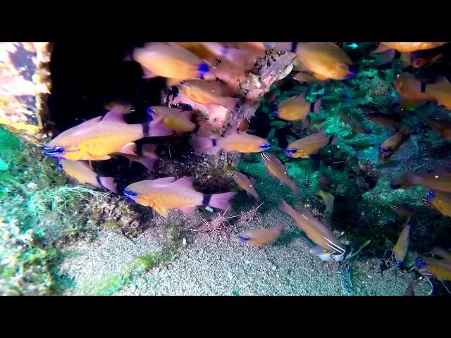 Dauin - Banka Wreck. Philippines, Negros Island