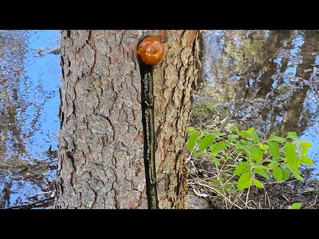 The Olde Shillelagh Walking Stick