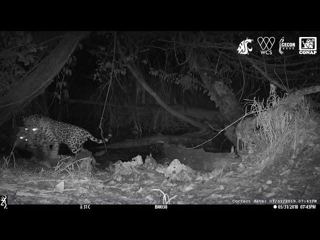 Jaguar Killing an Ocelot at an Isolated Waterhole