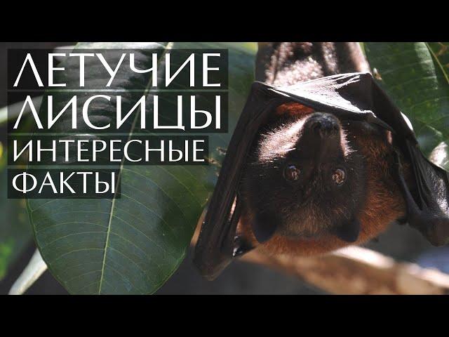 Летучие лисицы - интересные факты