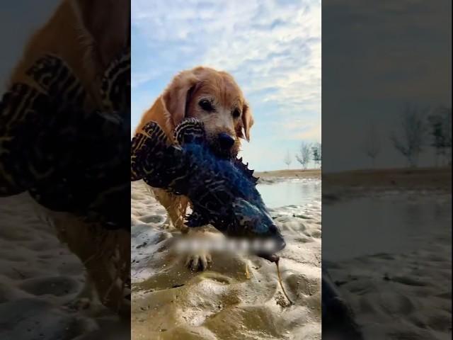 Benji Caught a Big Fish! 